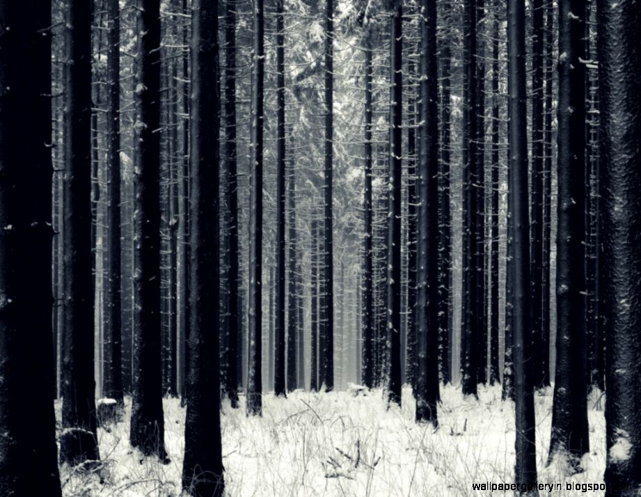 Snow Wood Dark Wallpaper Hd 10417 Wallpaper - Snow Forest Hd - HD Wallpaper 