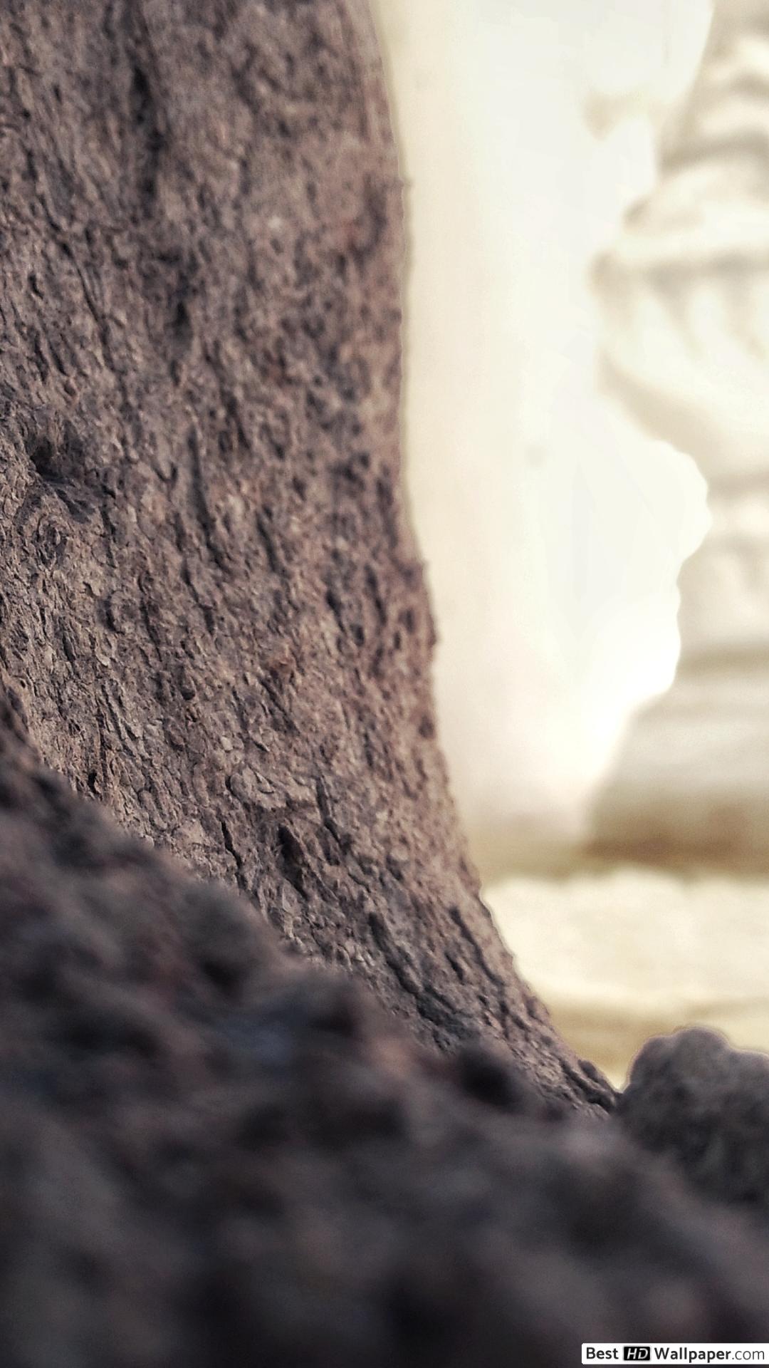 Fondos Iphone Arbol De La Vida - HD Wallpaper 