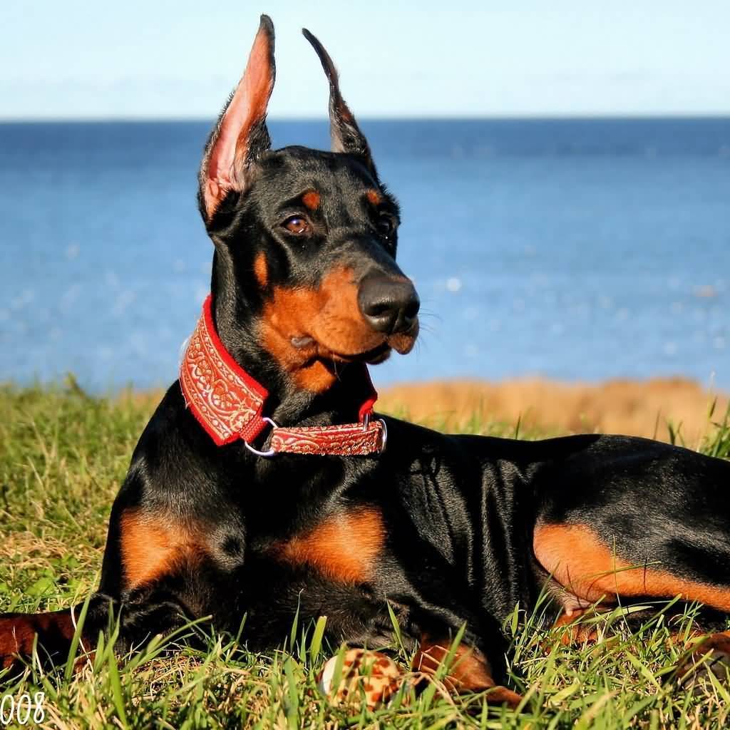 Attractive Doberman Pinscher Dog Picture For Wallpaper - Doberman Pinscher Dog Hd - HD Wallpaper 