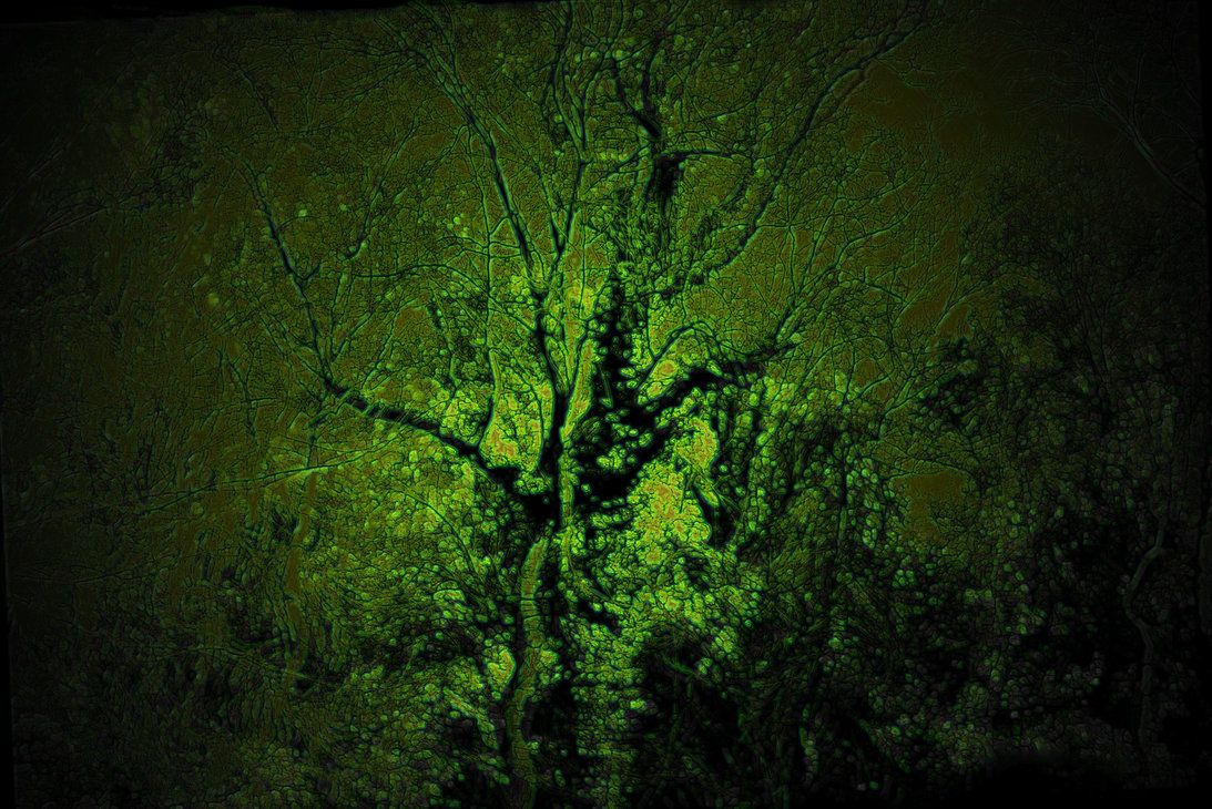 Celtic Tree Of Life - HD Wallpaper 