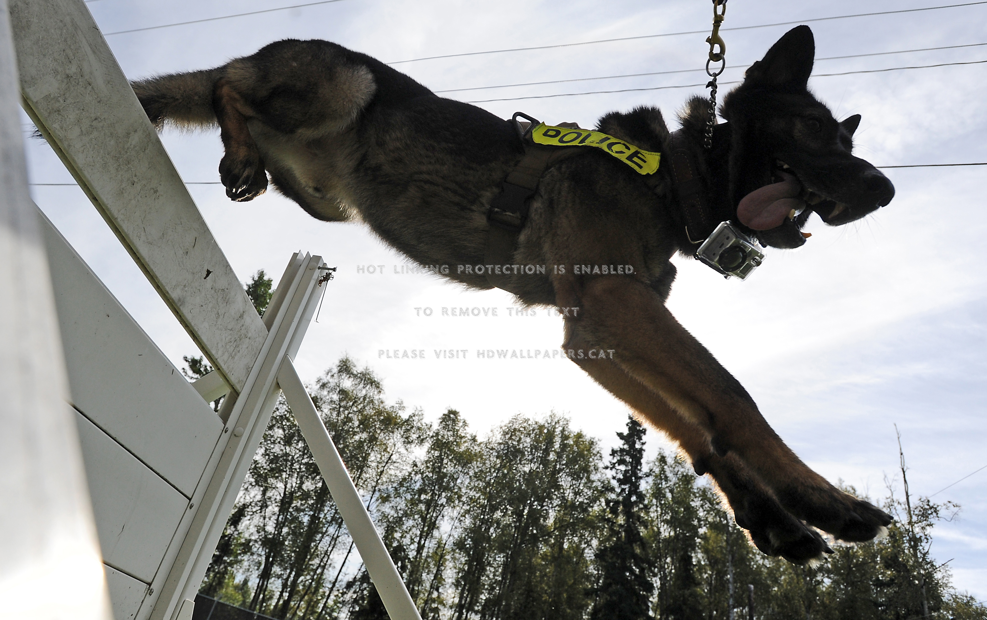 Dog Jumping Agility K9 Training Black - German Shepherd Military Dogs Backgrounds - HD Wallpaper 