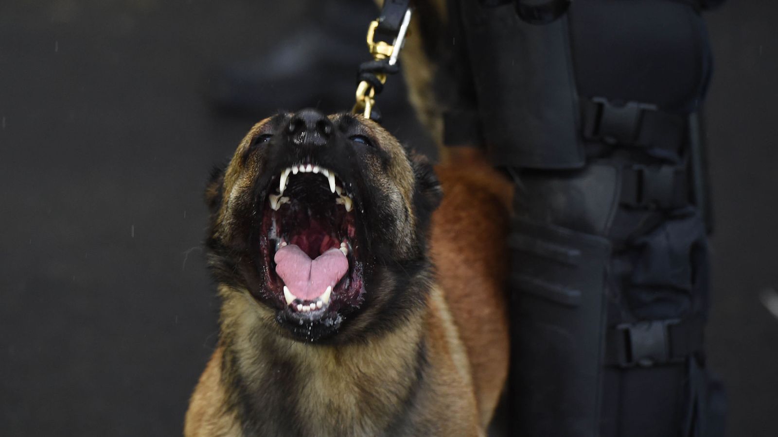A Police Dog Barks At Fans - Police Dog - HD Wallpaper 