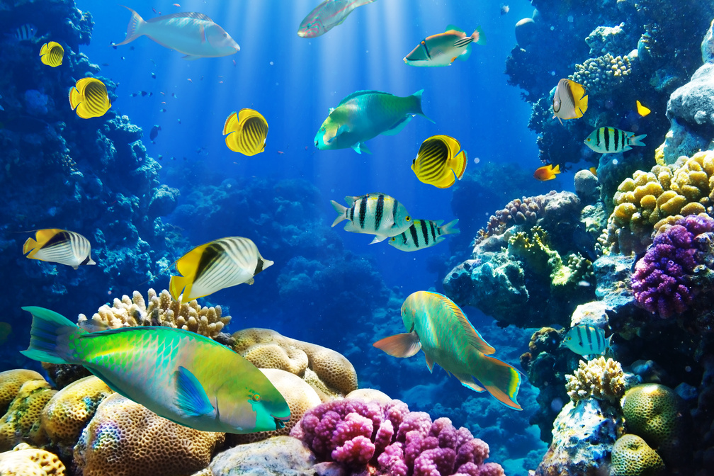 Underwater Background With Fish - HD Wallpaper 
