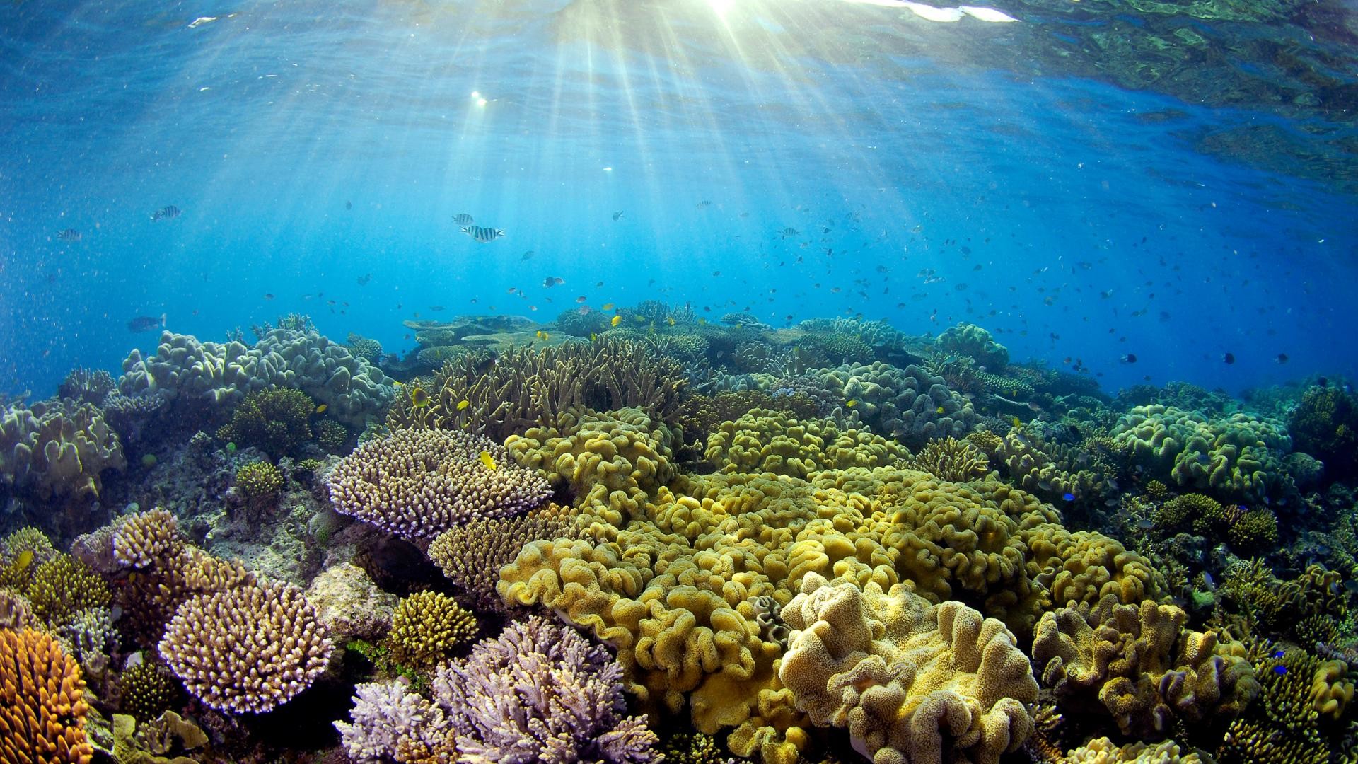 Sonneneinfall Auf Korallen, Great Barrier Reef, Quensland, - Great Barrier Reef Sunlight - HD Wallpaper 