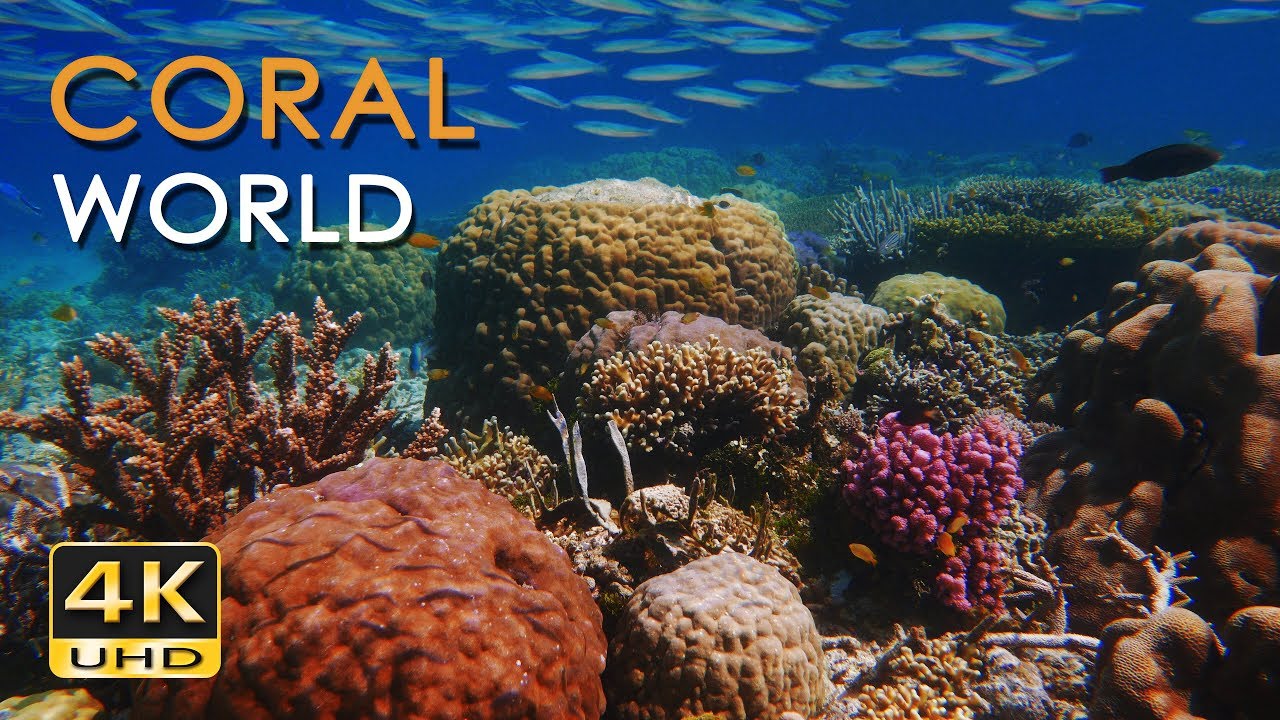 Coral Reef 4k - HD Wallpaper 