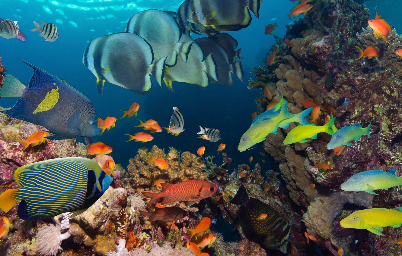 Photo Wallpaper Sea, The Ocean, Fish, Under Water, - Coral - HD Wallpaper 