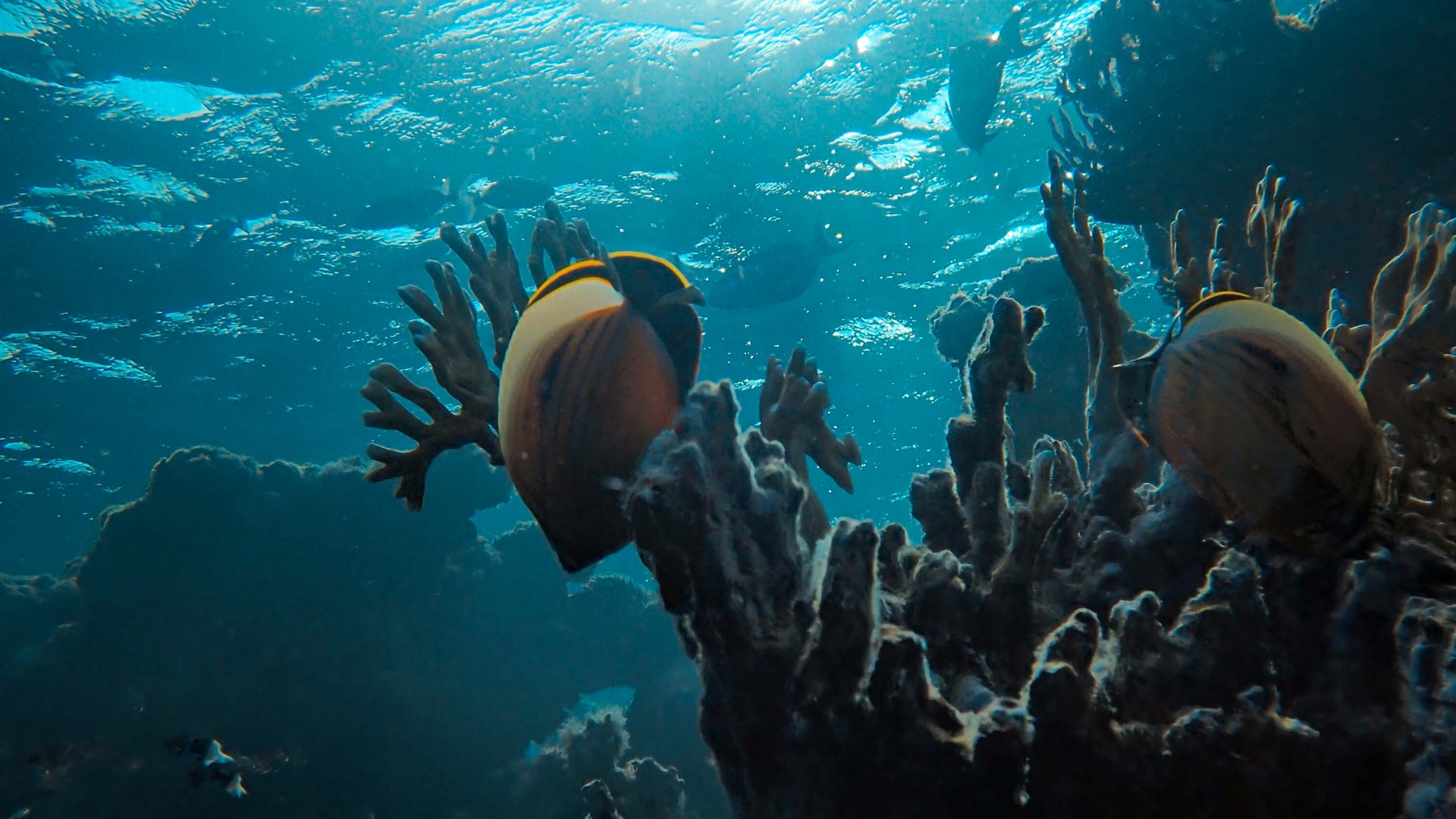 Wallpaper Fish, Coral Reef, Ocean, Water, Depth - Coral Reef - HD Wallpaper 