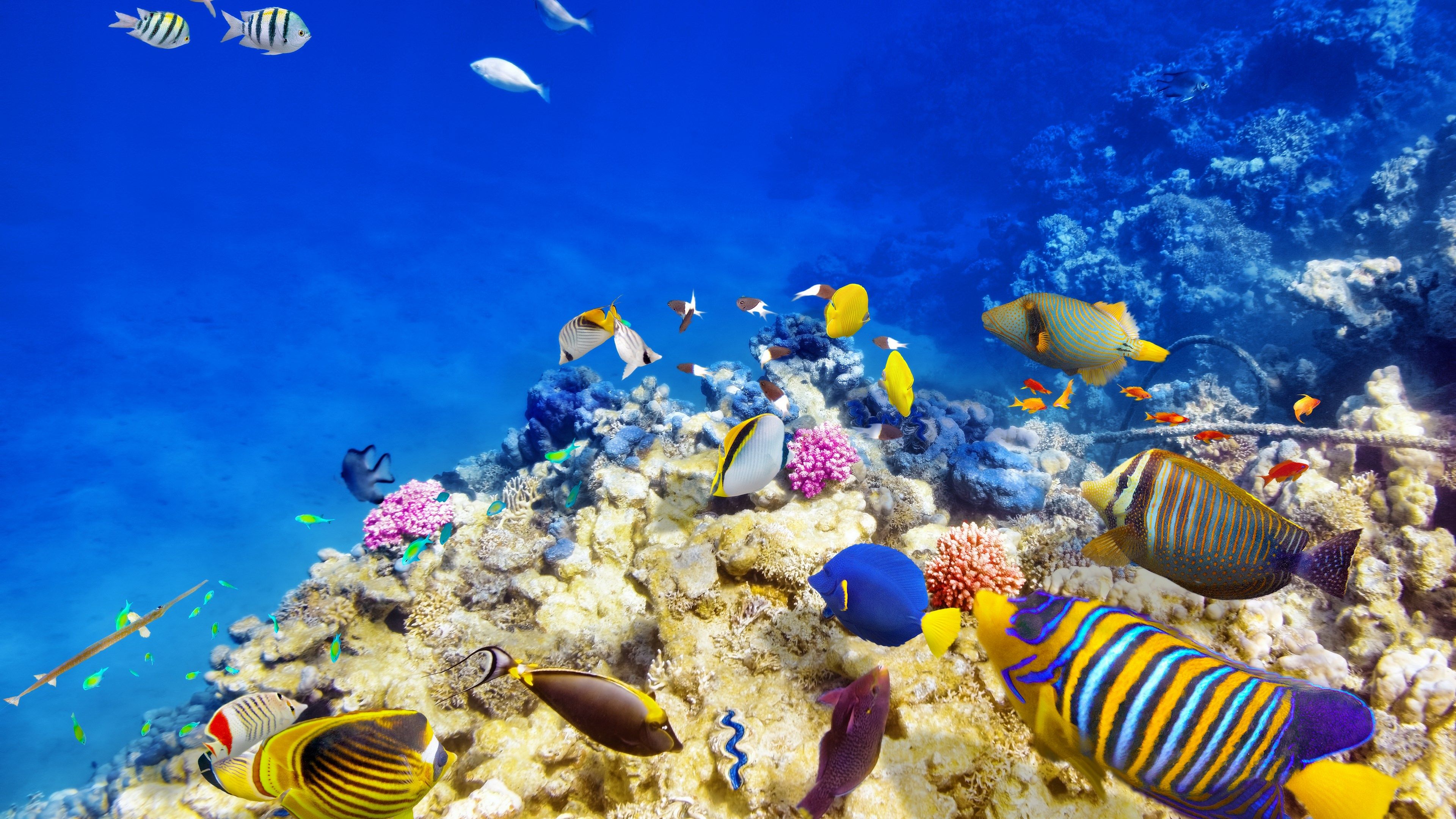 Belize Barrier Reef Fishes - HD Wallpaper 