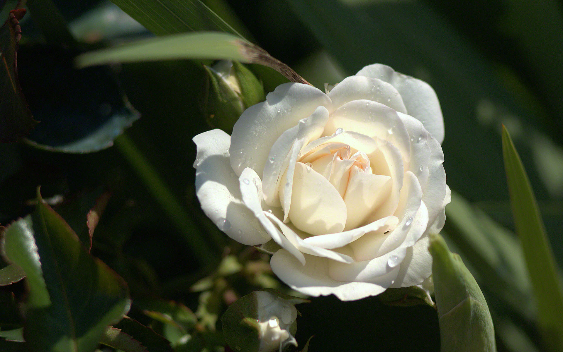 Rose Soulmates - Rose - HD Wallpaper 