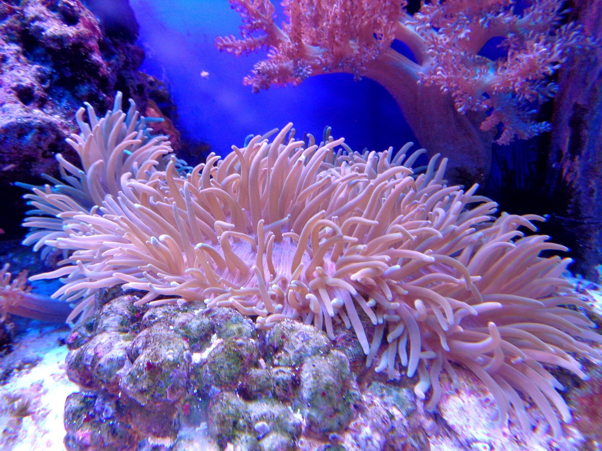 Coral Reef - Angria Bank Coral Reefs - HD Wallpaper 