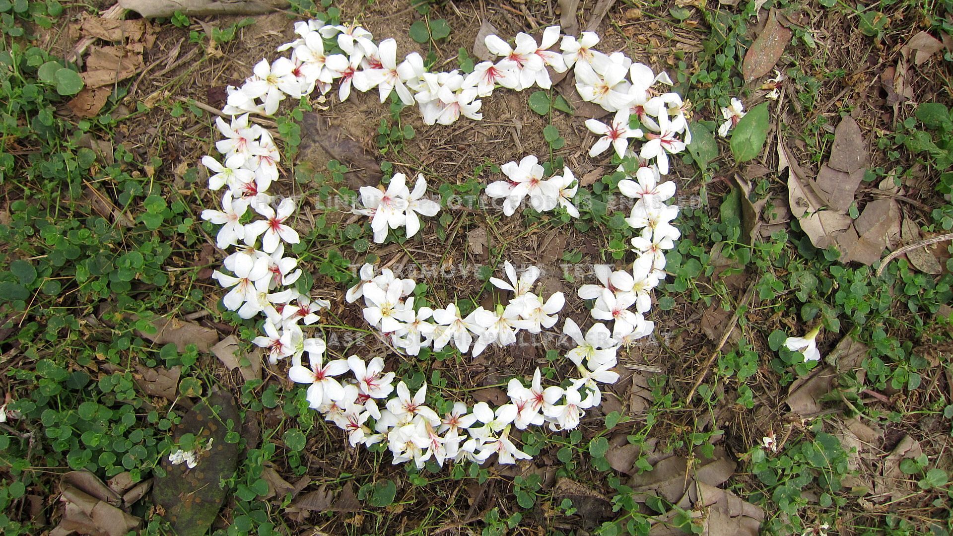 Smiley Face Heart Tung Blossom Soulmate - Cuitlauzina - HD Wallpaper 