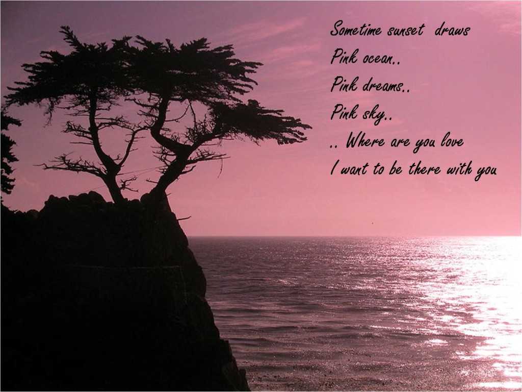 The Lone Cypress - HD Wallpaper 