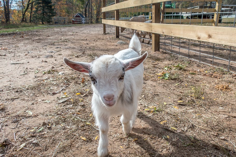 United States, Cheshire, Kid, Baby, Baby Goat, Baby - Goat - HD Wallpaper 