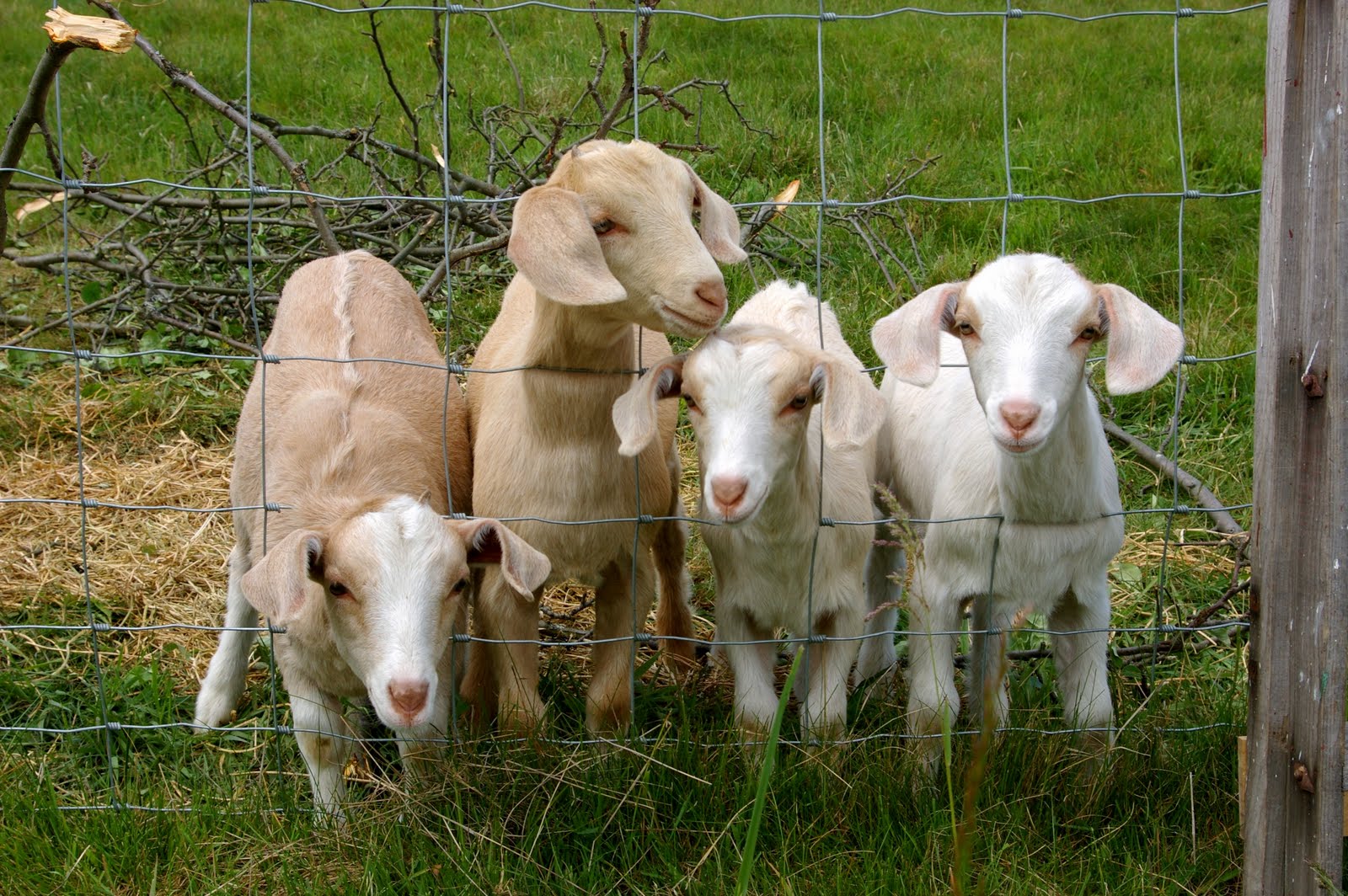 2 Jpeg, Goat - Baby Goats Kids - HD Wallpaper 