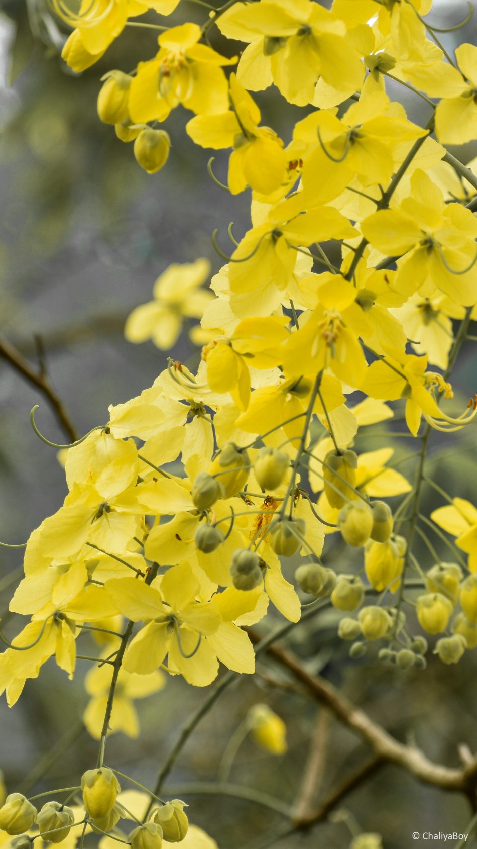 Yellow Golden Shower Flowers 4k Ultra Hd Mobile Wallpaper - Yellow Flower Wallpaper Hd For Mobile - HD Wallpaper 