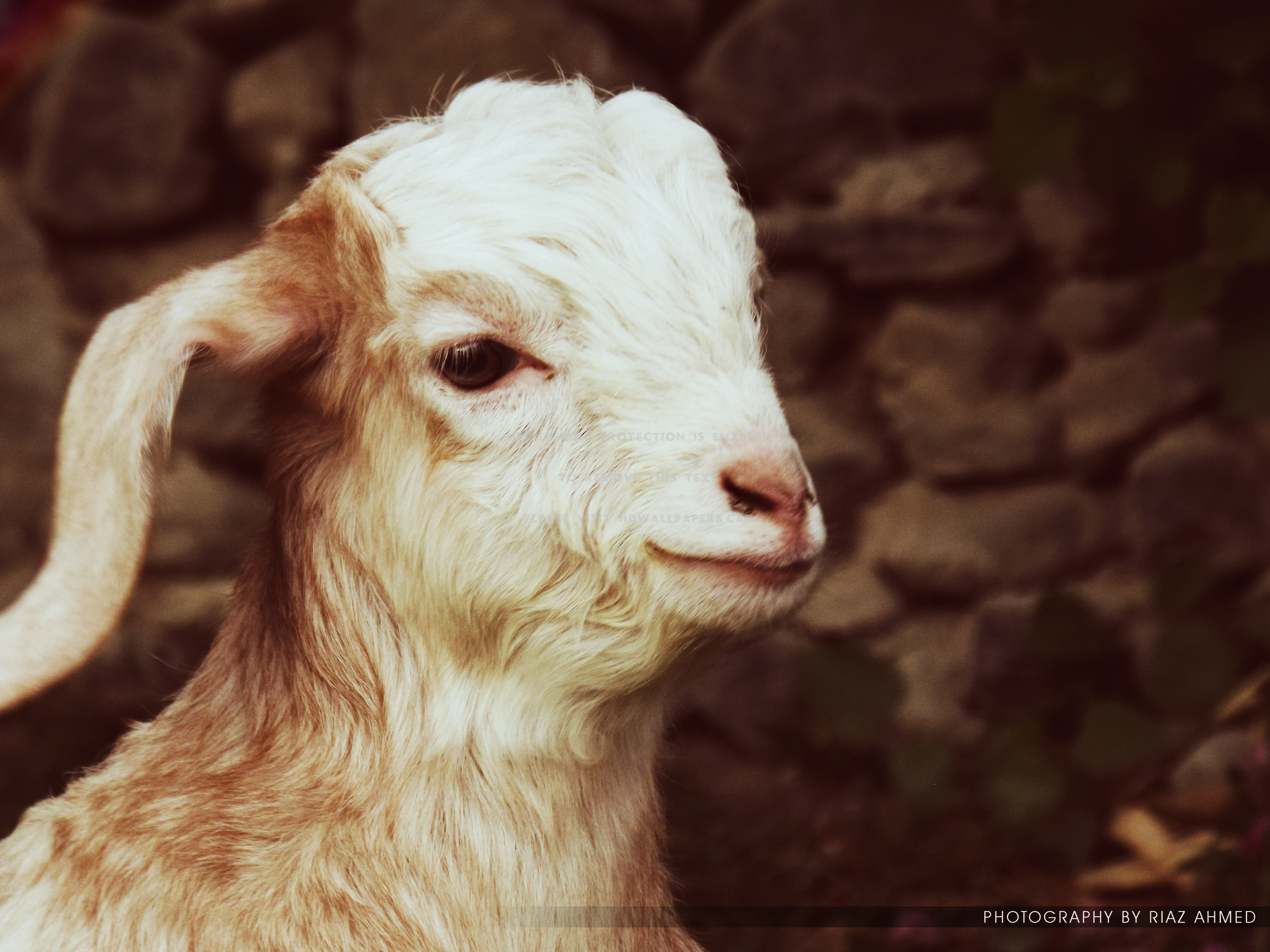 Baby Goat Pakistan Nature Gilgit Background - Goat - HD Wallpaper 