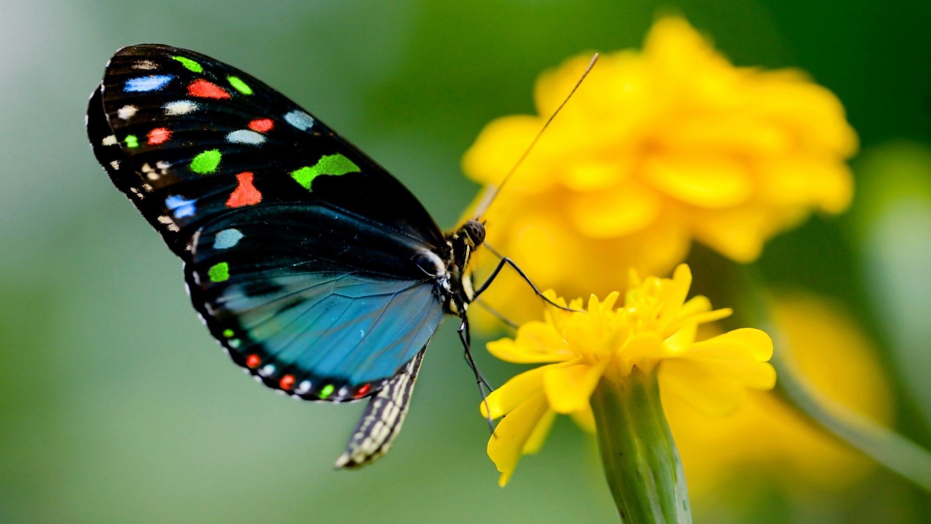 Computer Wallpapers Girls Butterfly - Colorful Butterfly Up Close - HD Wallpaper 