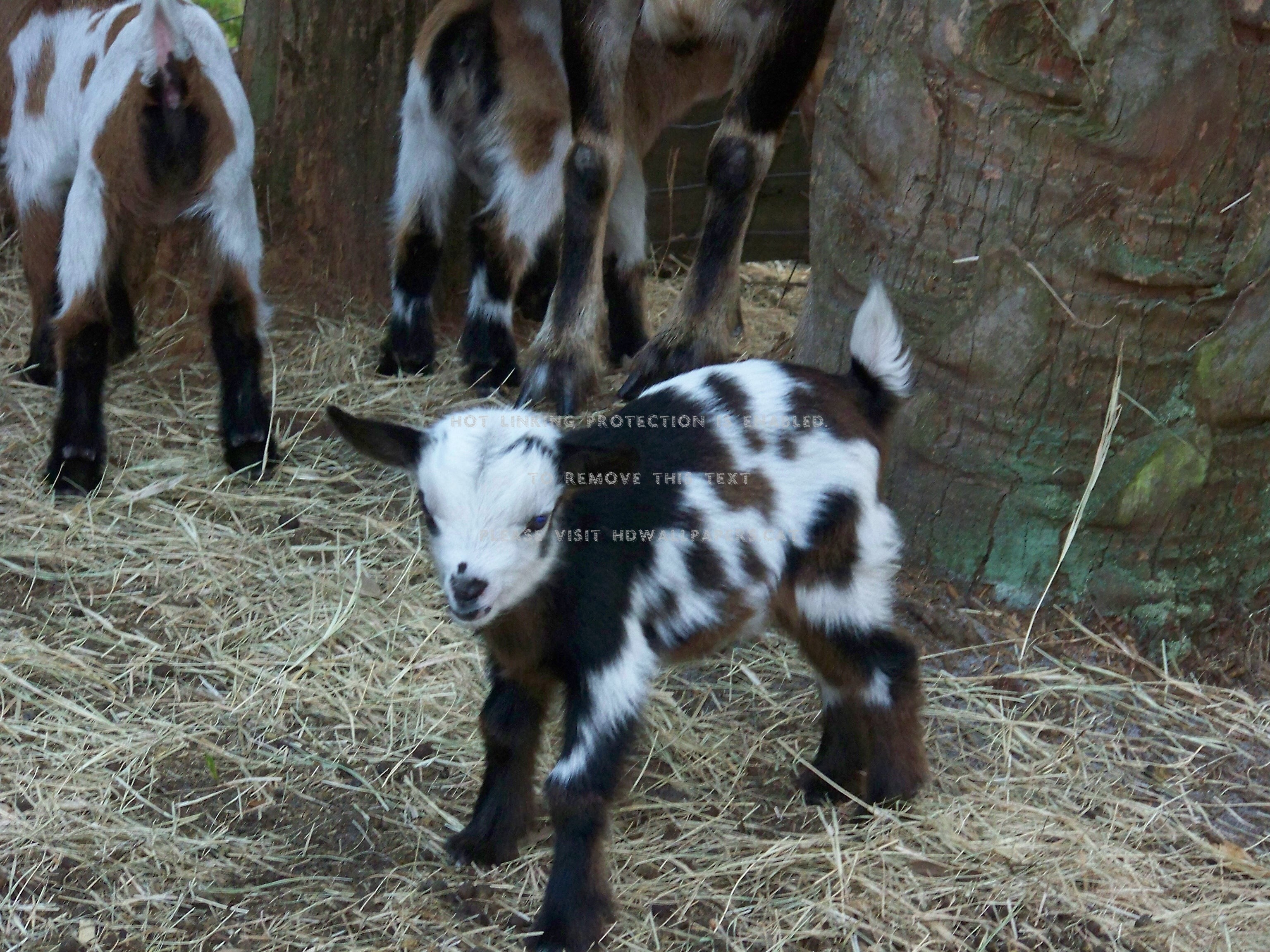 One Week Old Baby Goat Livestalk Animals - One Week Old Goat - HD Wallpaper 