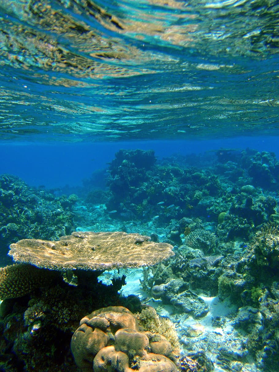 Underwater Photography Of Corals, Fiji, Reef, Tropical, - Reefs Fiji - HD Wallpaper 