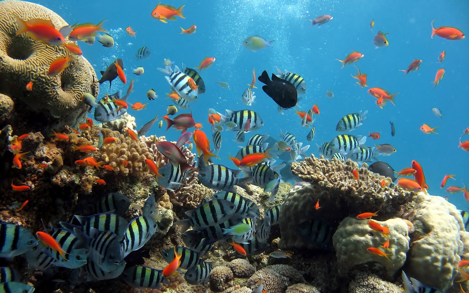 Coral Reef Wallpapers - Sea Full Of Animals - HD Wallpaper 