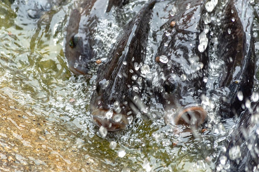 Tilapia, Fish, Water, Pond, Background, White, Freshwater, - Wildlife - HD Wallpaper 