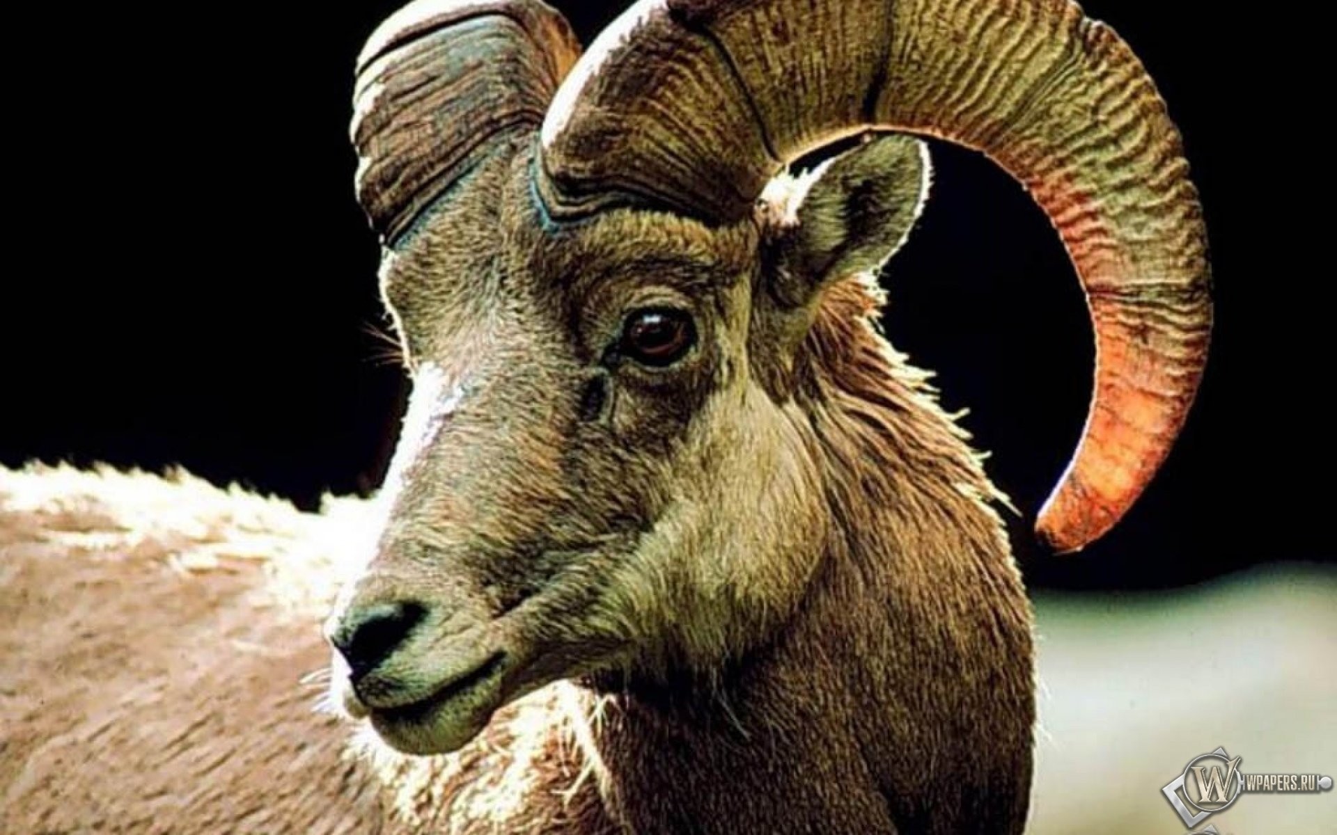 Billy Goat 
 Data Src Goat Wallpapers For Xiaomi - High Resolution Goat Hd - HD Wallpaper 