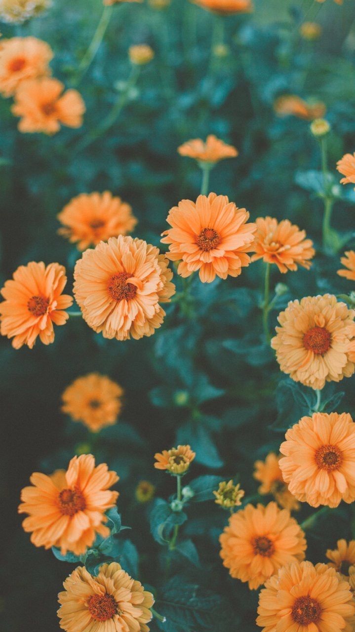 Vintage Orange Flower Background - HD Wallpaper 