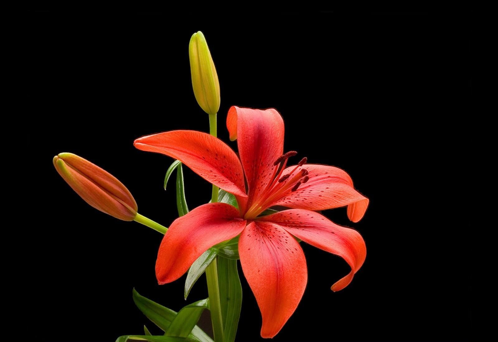 Lily Flowers Black Background - HD Wallpaper 