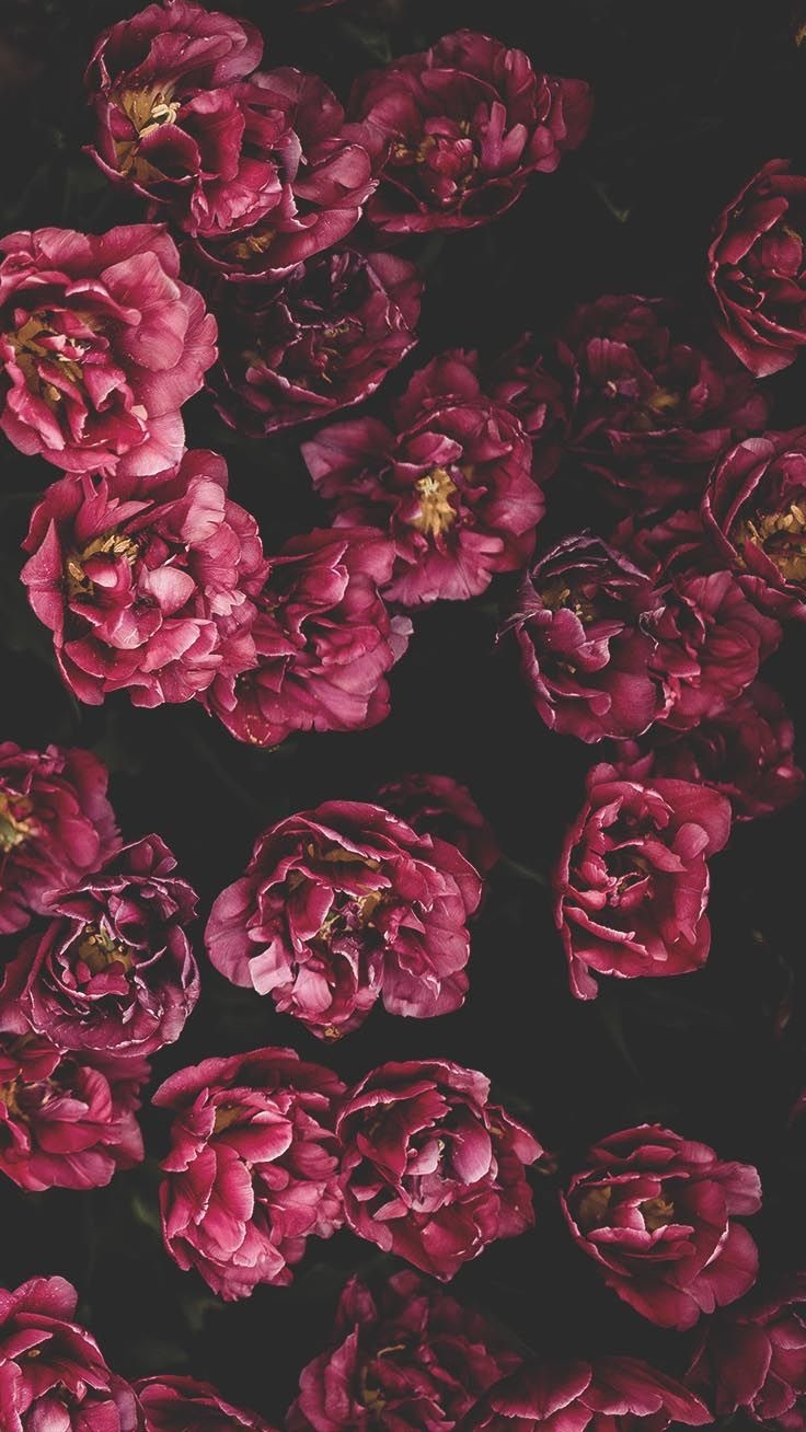 Flower Wallpapers Iphone X - HD Wallpaper 