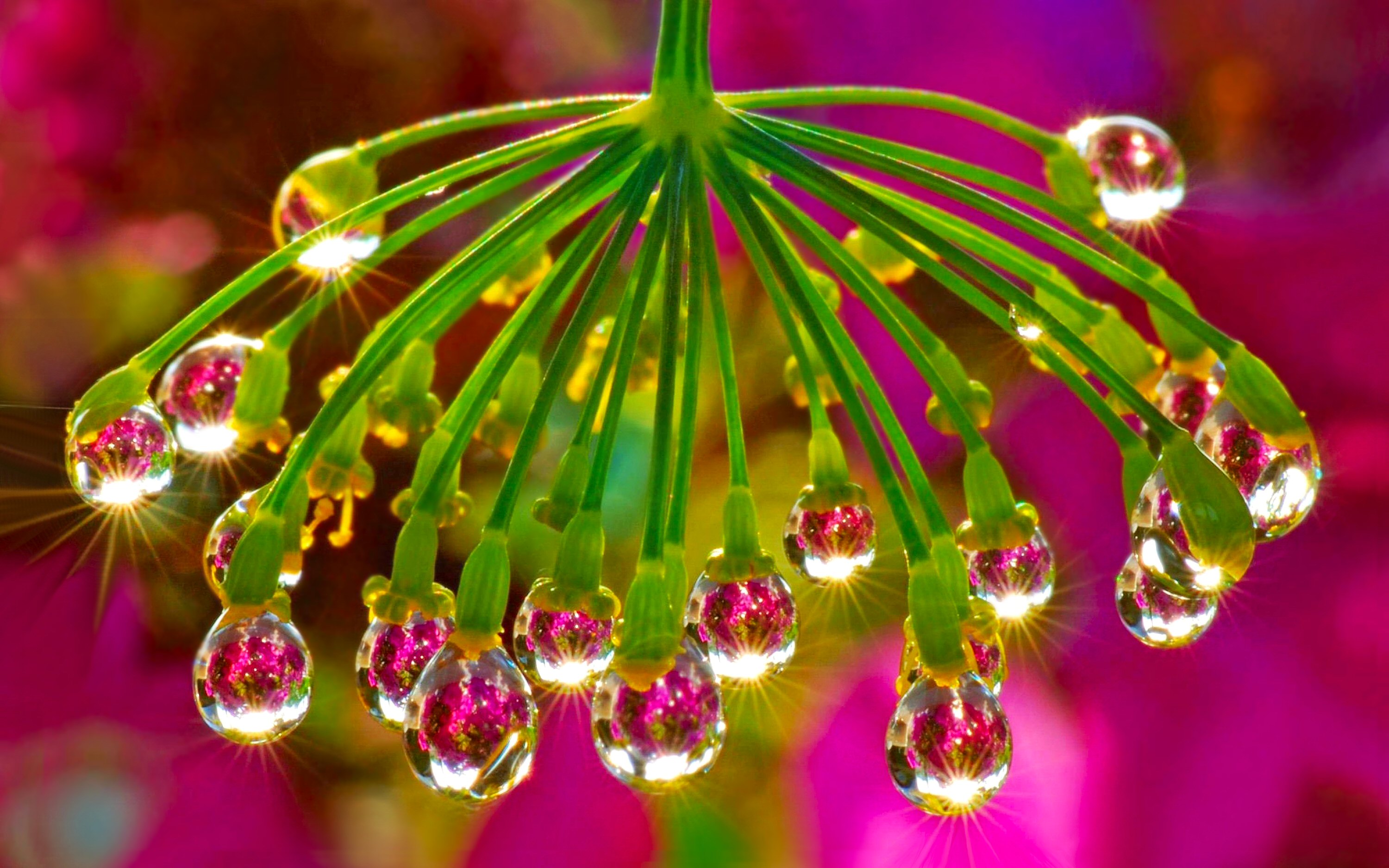 Water Drop In Flower Hd - HD Wallpaper 