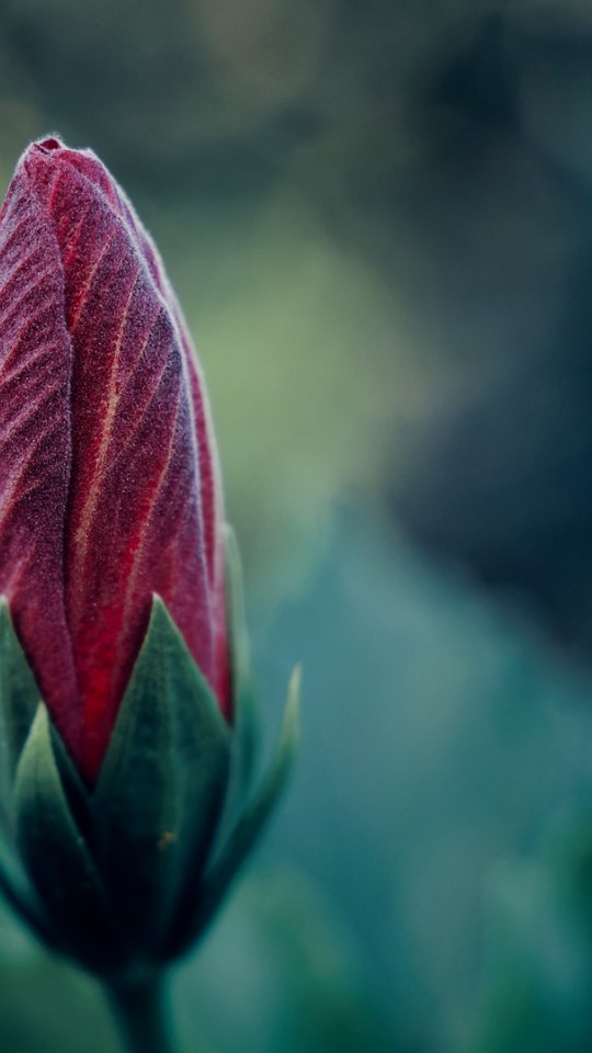 4k Flower - HD Wallpaper 