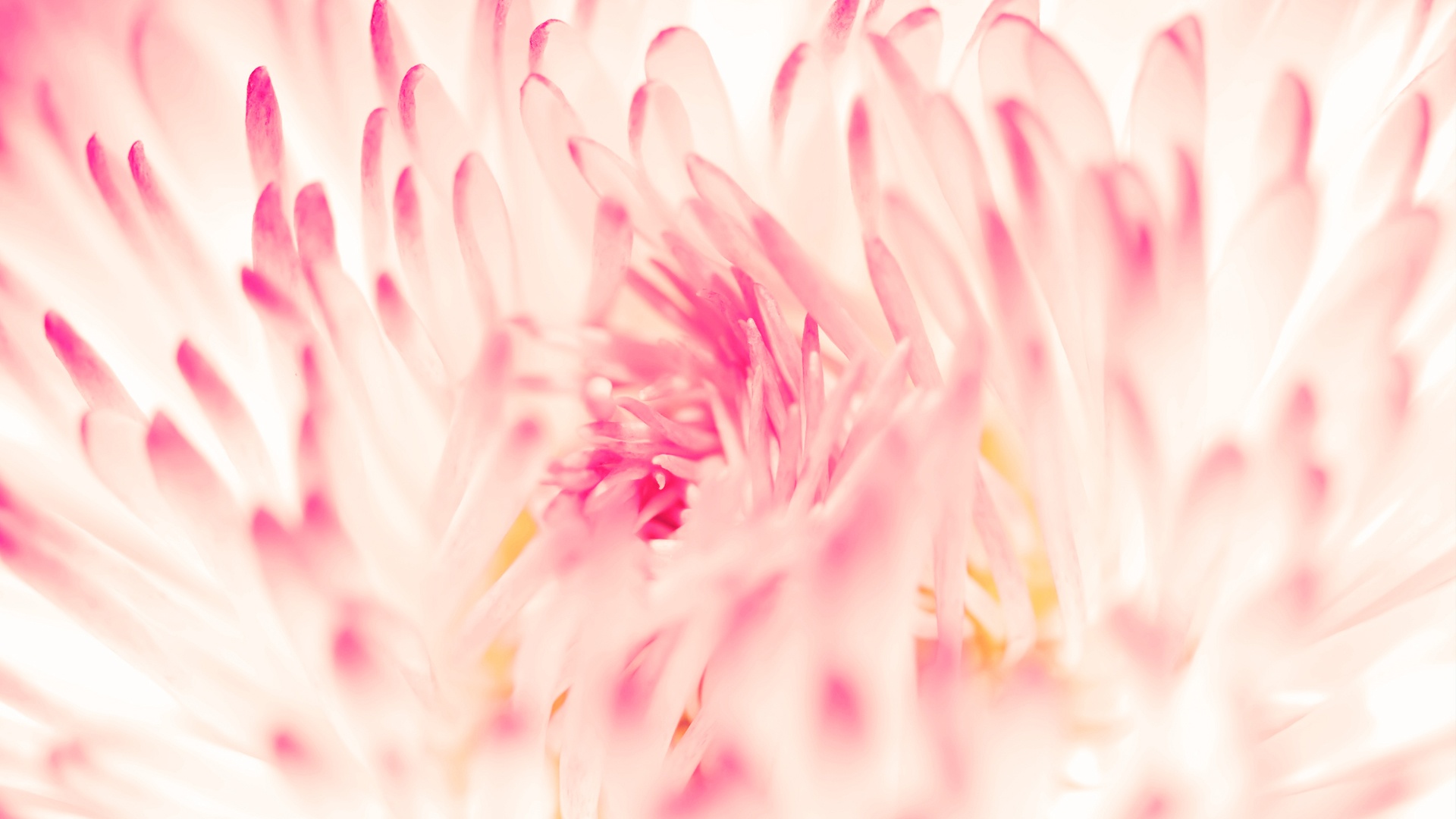 Beautiful Flower Background - HD Wallpaper 
