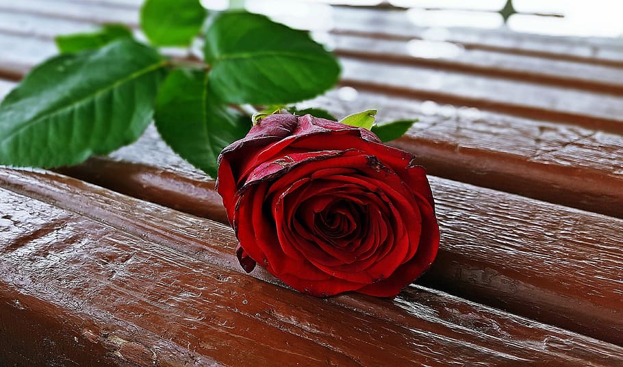 Red Rose, Rose Flower, Romantic, Beautiful Rose, Red - Kırmızı Gül Gul Resmi - HD Wallpaper 