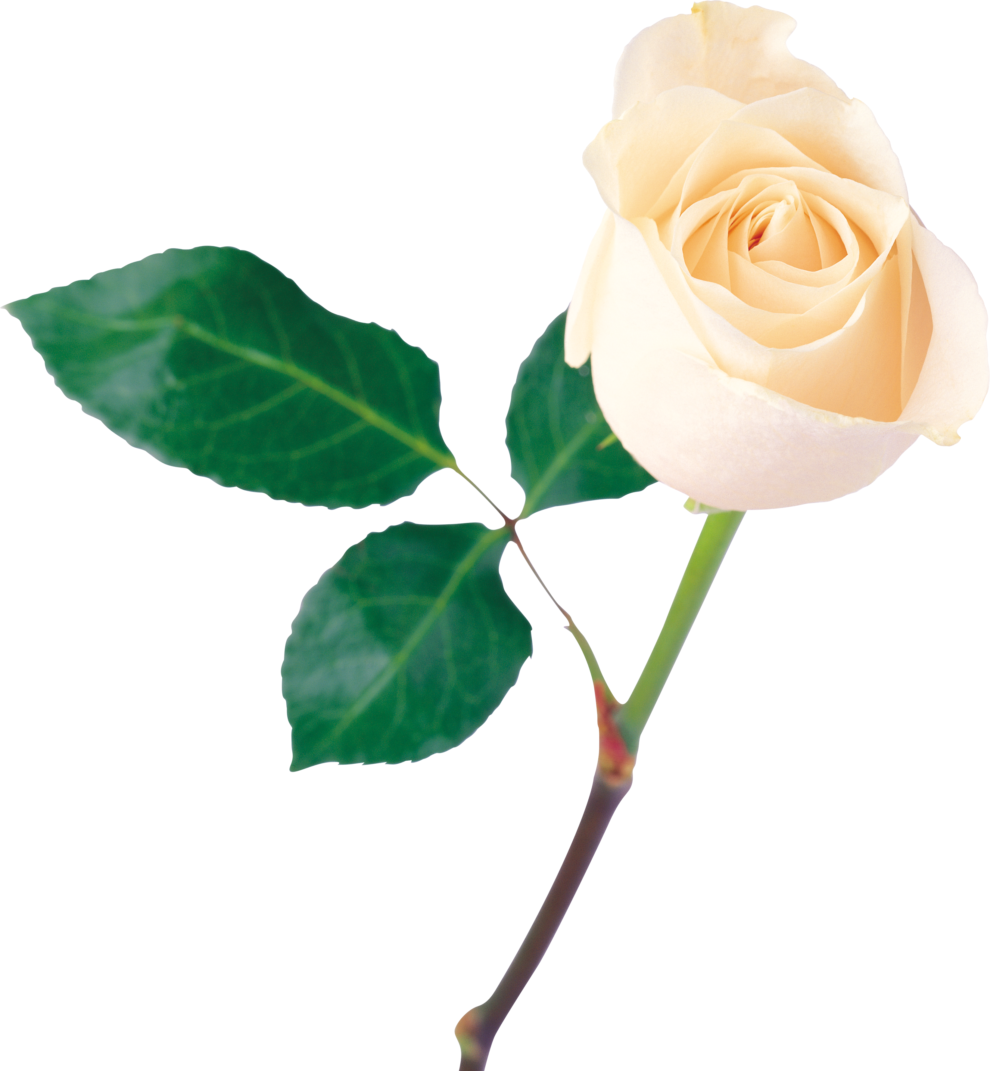 White Rose Png - White Rose Image Png - HD Wallpaper 