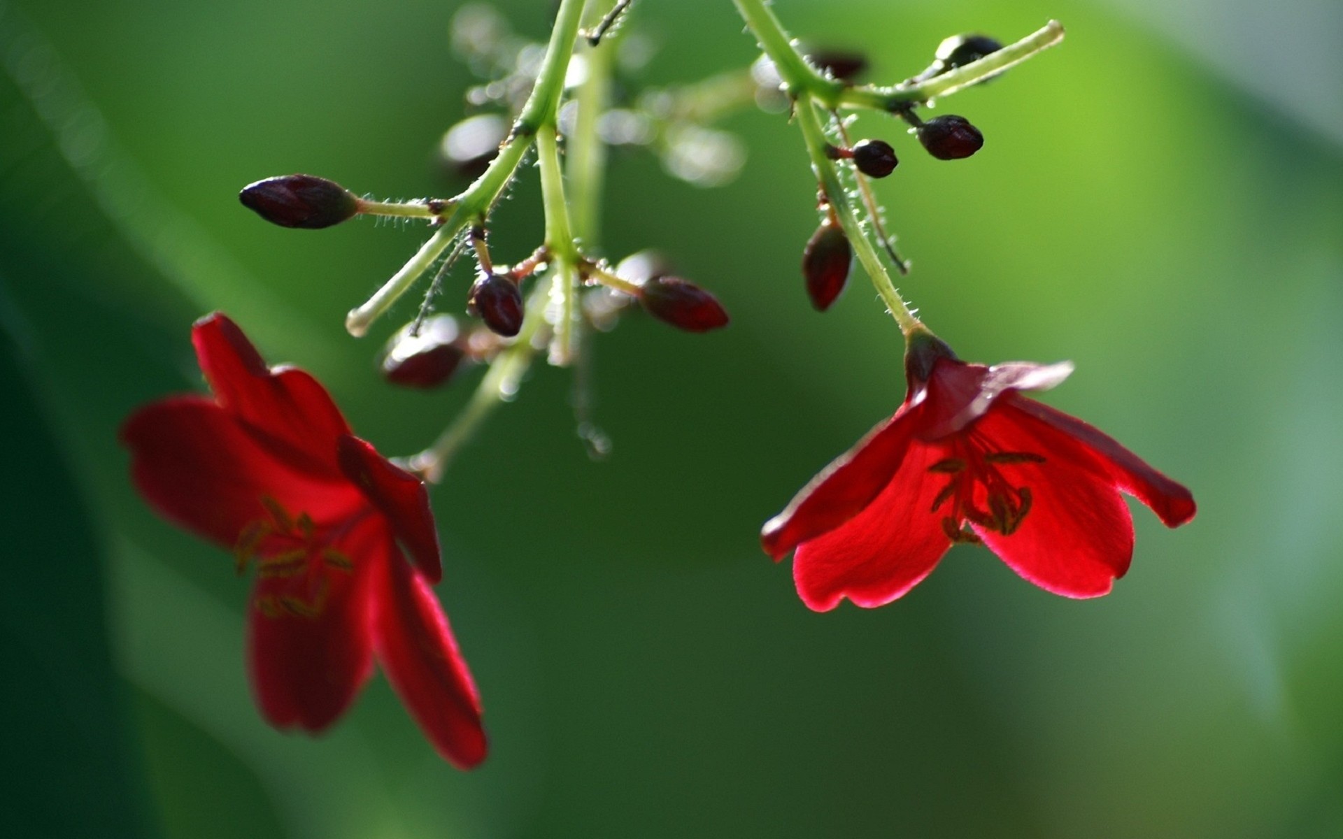 Natural Flowers Wallpaper Hd Download - 1920x1200 Wallpaper - teahub.io