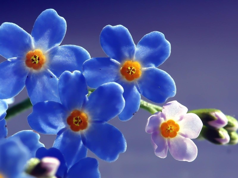 Awesome Photos Of Flowers - HD Wallpaper 