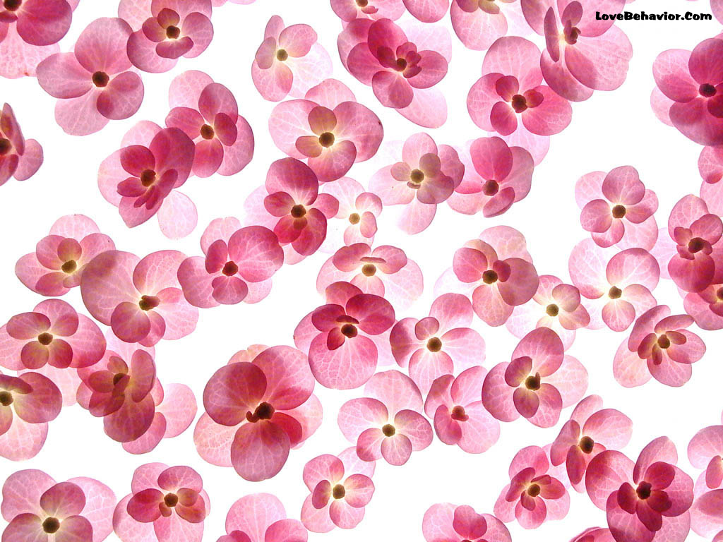 Love Romantic Flower Wallpaper Flower - HD Wallpaper 