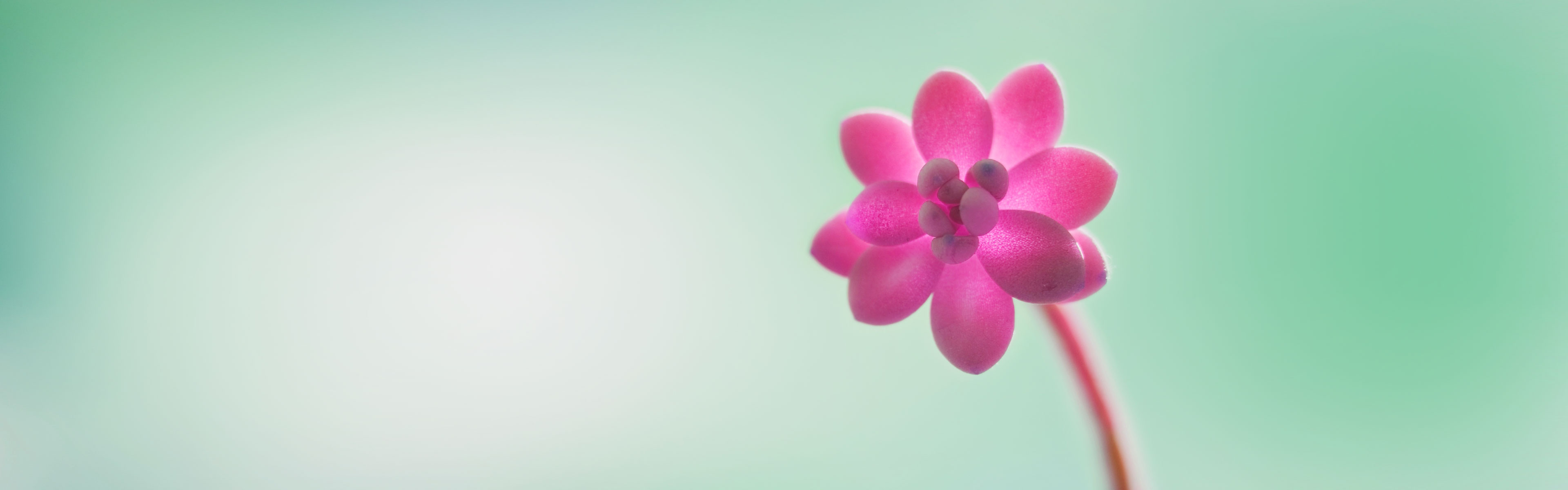 Windows 8 Wallpapers Flower Windows 8 Wallpaper Themes - Hd Flower Wallpaper Pack Zip Download - HD Wallpaper 