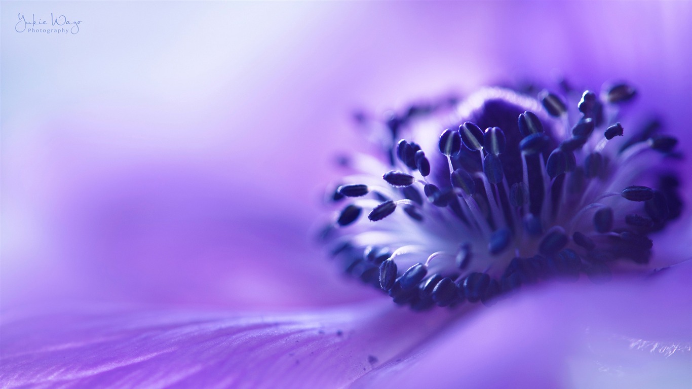 Flower Blurring Lilac Anemone-fresh Theme Wallpaper2016 - Wallpaper - HD Wallpaper 
