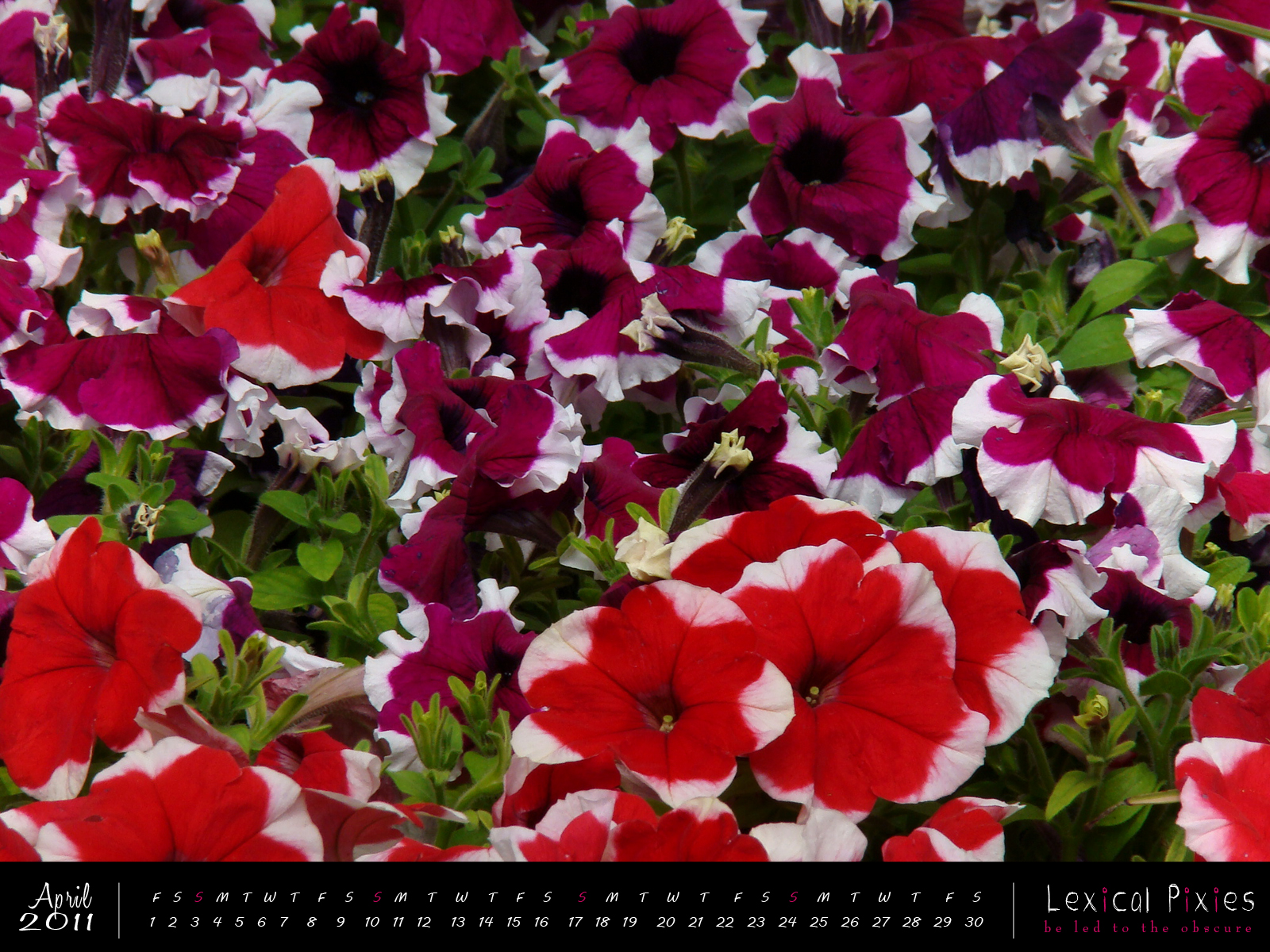 Petunia - HD Wallpaper 