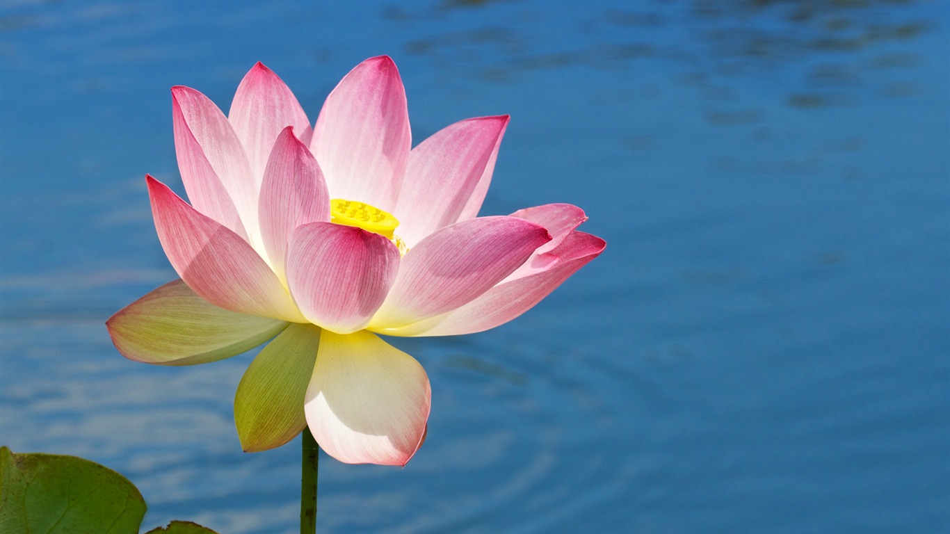 Lotus Flower Theme - HD Wallpaper 