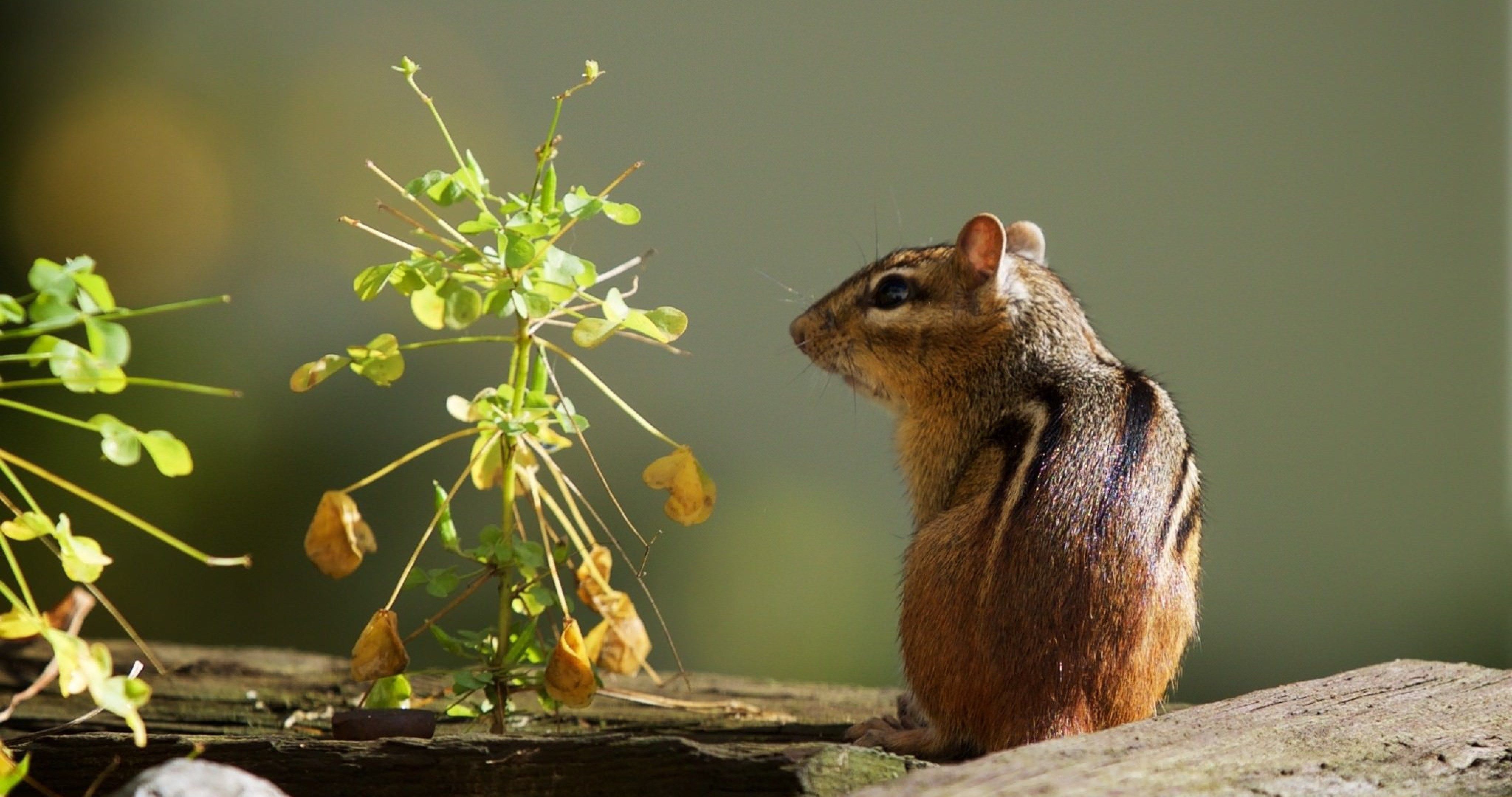 Chipmunks 4k Ultra Hd - HD Wallpaper 