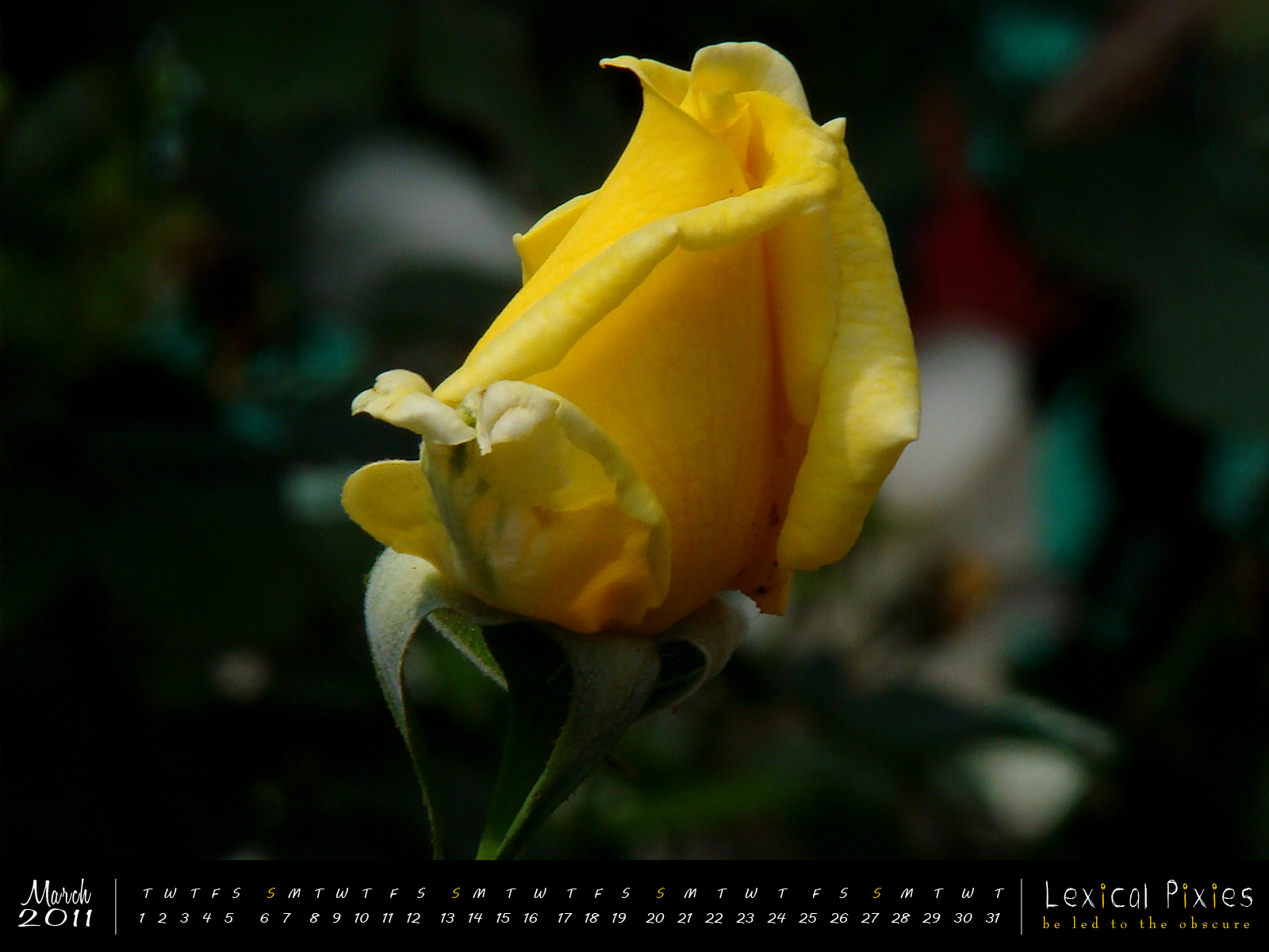 Floribunda - HD Wallpaper 