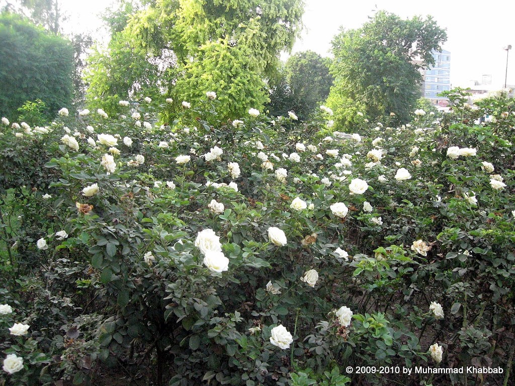 Rose Lahore - Floribunda - HD Wallpaper 