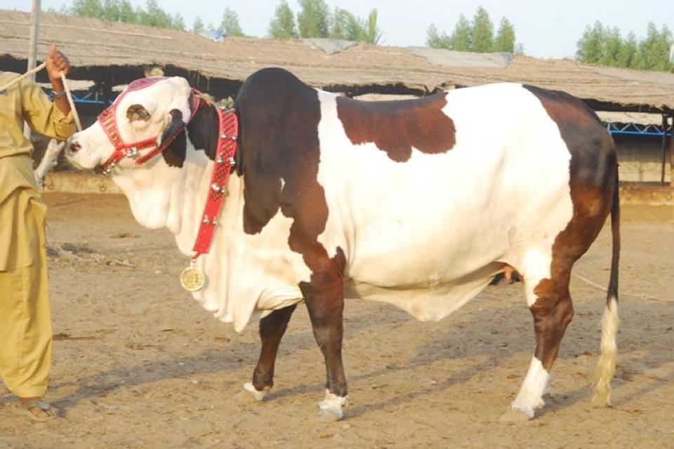 Eid Ul Azha Pakistan - HD Wallpaper 