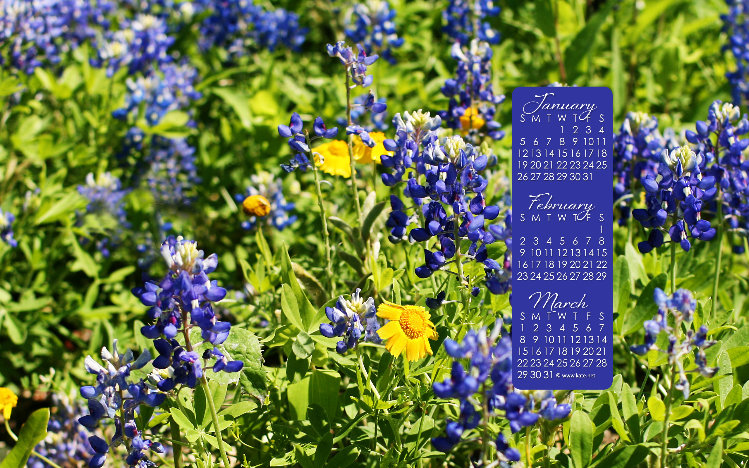 Texas Bluebonnet - HD Wallpaper 