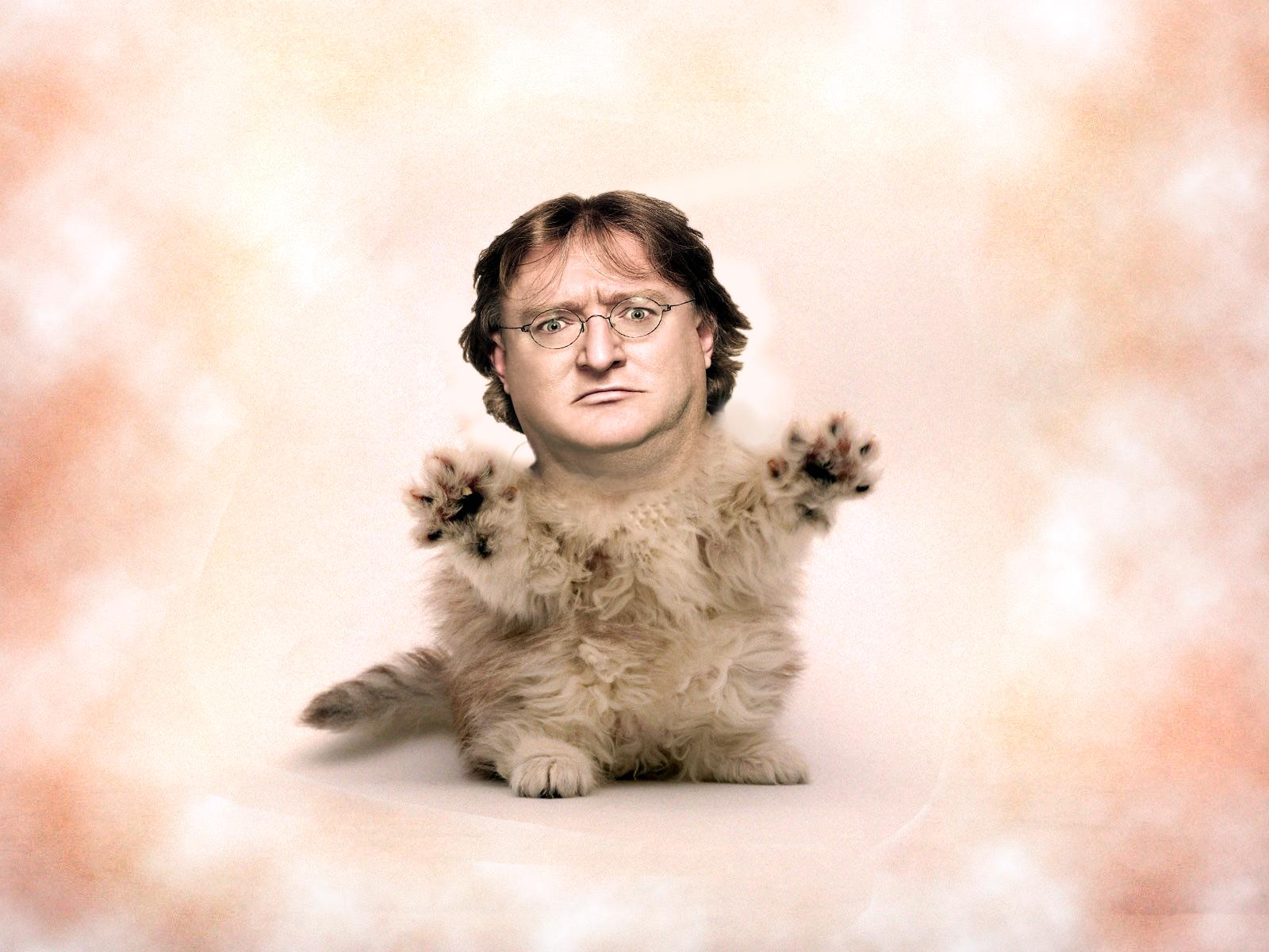 High Quality Kitten Cat - HD Wallpaper 