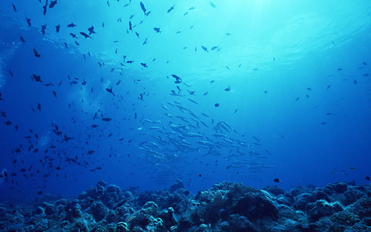 High Resolution Ocean Underwater - HD Wallpaper 