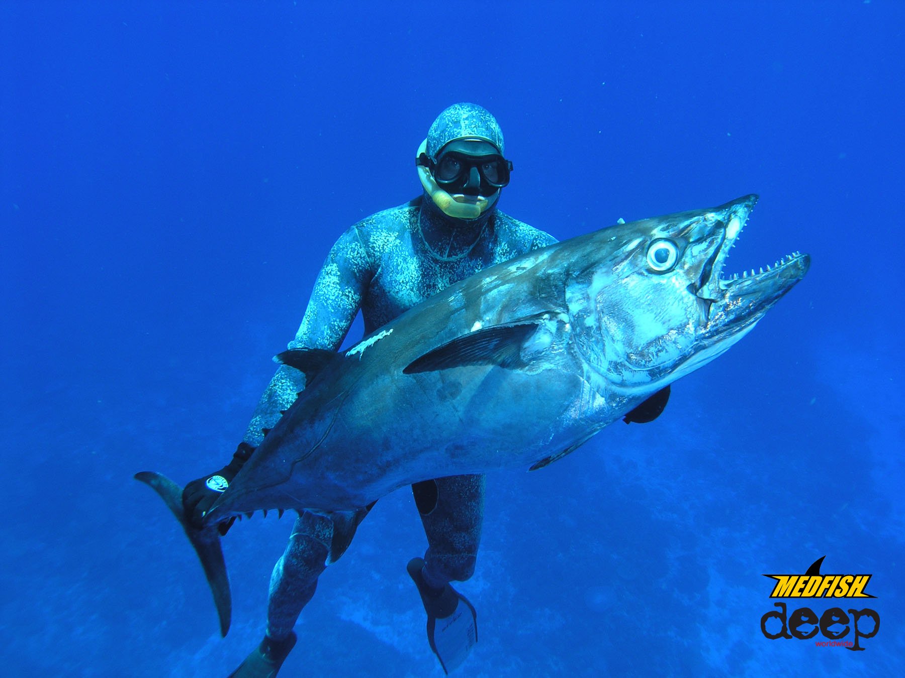 Marine Biology - HD Wallpaper 