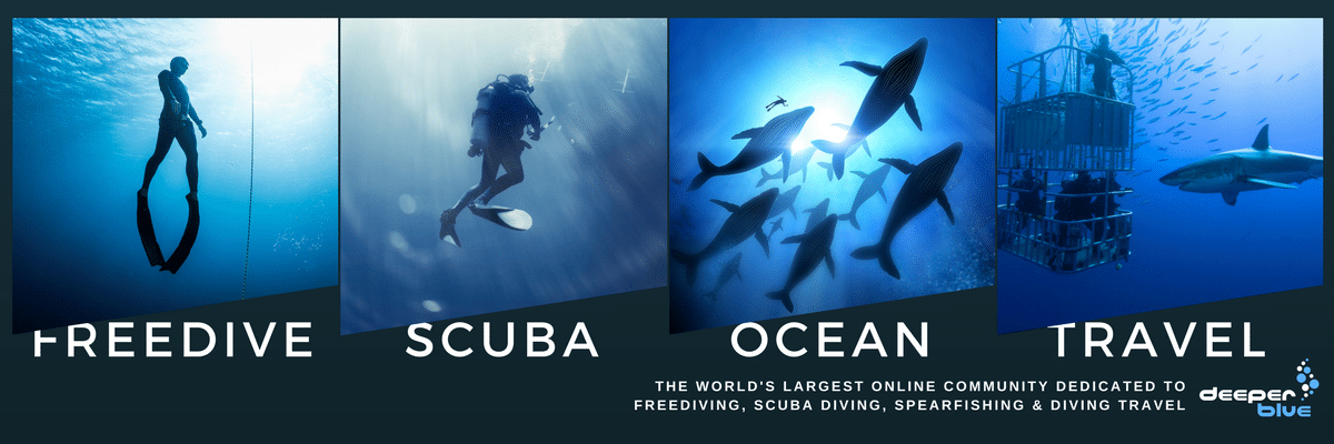 Freediving Spearfishing - HD Wallpaper 